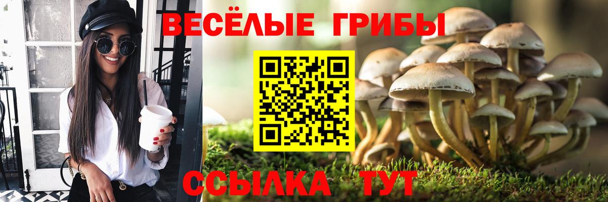 Шатура  продажа наркотиков  Вход с VPN  Псилоцибиновые грибы Cubensis 
